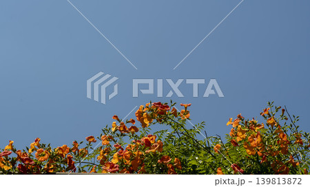 trumpet vine trumpet vine 139813872