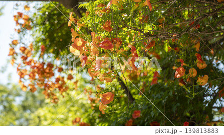 trumpet vine trumpet vine 139813883