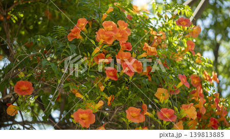 trumpet vine 139813885