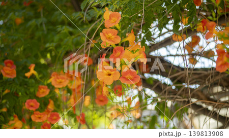 trumpet vine 139813908