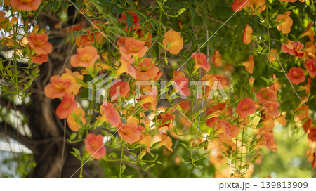 trumpet vine trumpet vine 139813909