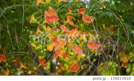 trumpet vine trumpet vine 139813910