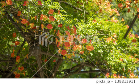 trumpet vine trumpet vine 139813911