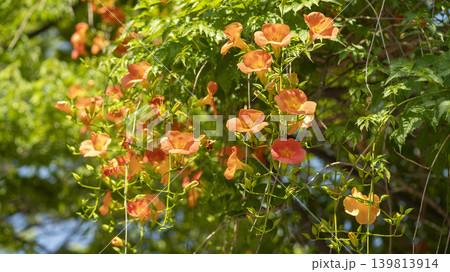 trumpet vine trumpet vine 139813914