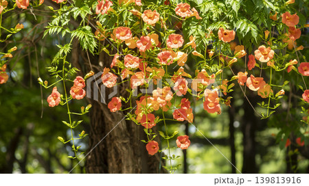 trumpet vine 139813916