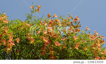 trumpet vine 139813930