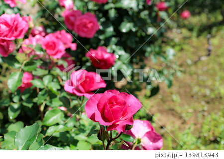 多くの人々の心を癒す色とりどりに咲き誇るバラの花たち 139813943