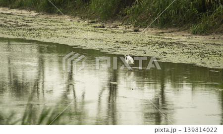 egret 139814022