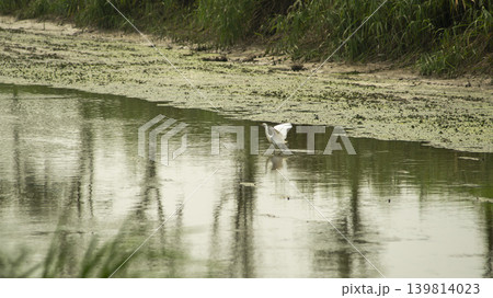 egret egret 139814023