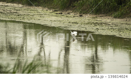 egret egret 139814024