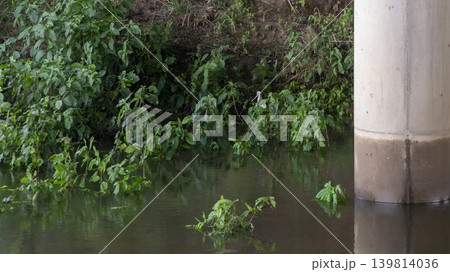 egret egret 139814036