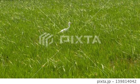 egret 139814042