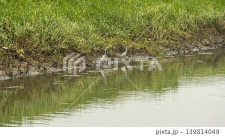 egret egret 139814049