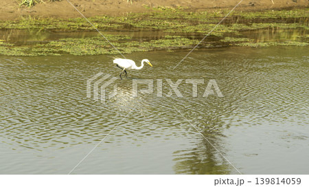 egret egret 139814059