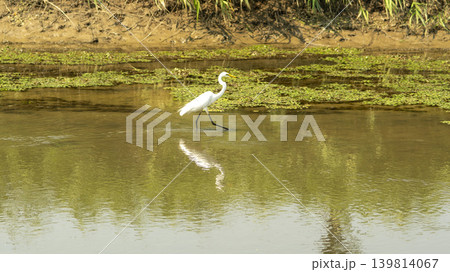 egret egret 139814067