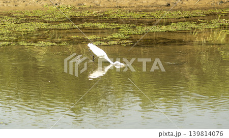 egret 139814076