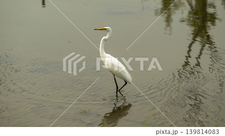 egret 139814083