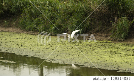 egret 139814085