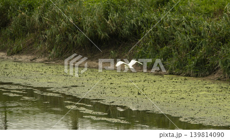 egret egret 139814090