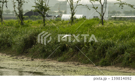 egret egret 139814092