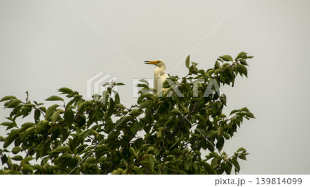 egret 139814099