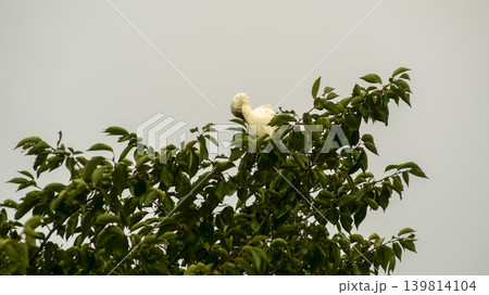 egret egret 139814104