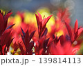 真っ赤な新葉 139814113