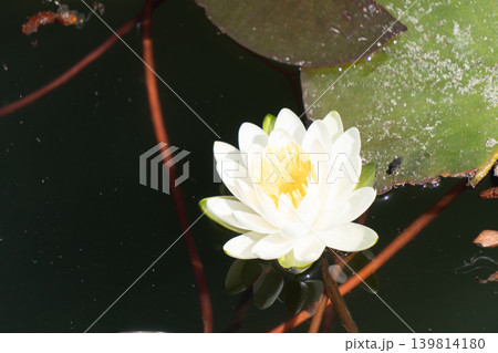 水面を背景にしたハスの花のクローズアップ 139814180