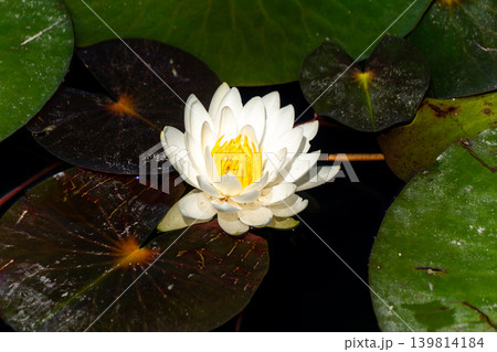 水面を背景にしたハスの花のクローズアップ 139814184