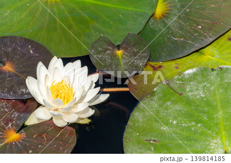 水面を背景にしたハスの花のクローズアップ 水面を背景にしたハスの花のクローズアップ 139814185
