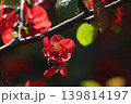 赤いボケの花 139814197
