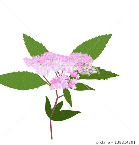 手描きの花のイラスト　シモツケ 139814201