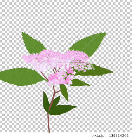 手描きの花のイラスト　シモツケ 139814201