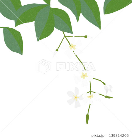 手描きの花のイラスト テイカカズラ 手描きの花のイラスト テイカカズラ 139814206