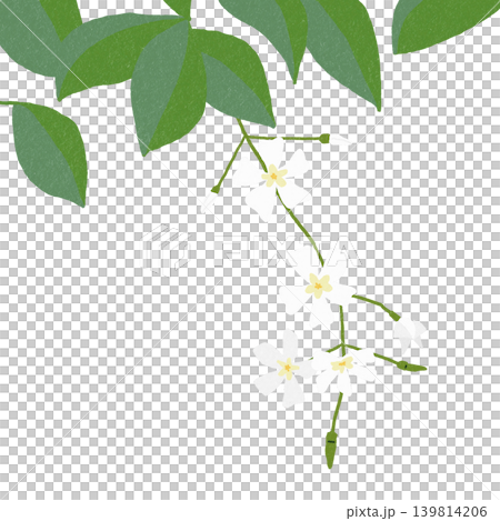 手描きの花のイラスト テイカカズラ 手描きの花のイラスト テイカカズラ 139814206
