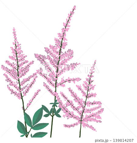 手描きの花のイラスト アスチルベ 手描きの花のイラスト アスチルベ 139814207