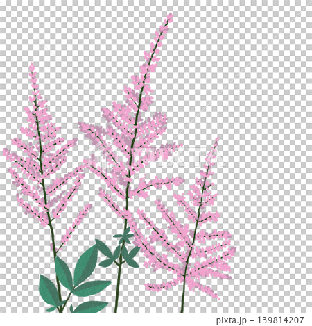 手繪花卉插圖：落新婦 139814207