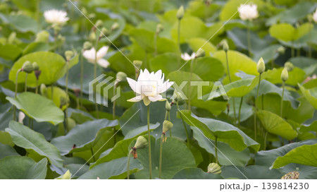 lotus flower lotus flower 139814230