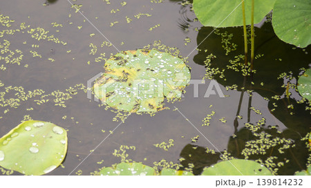 lotus flower 139814232