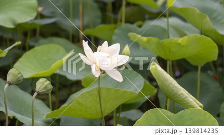 lotus flower lotus flower 139814235