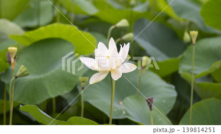 lotus flower lotus flower 139814251