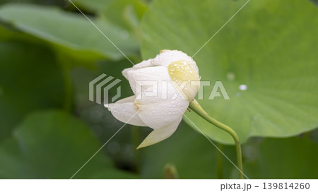 lotus flower lotus flower 139814260