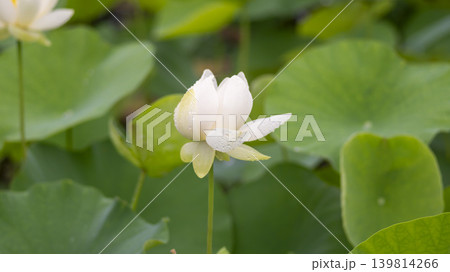 lotus flower 139814266