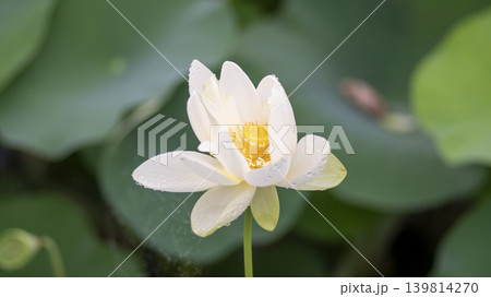 lotus flower 139814270
