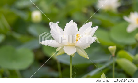 lotus flower lotus flower 139814275