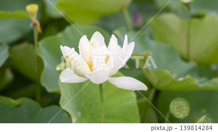 lotus flower lotus flower 139814284
