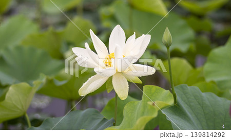 lotus flower lotus flower 139814292
