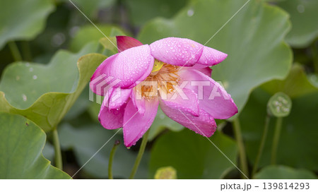 lotus flower lotus flower 139814293