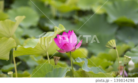lotus flower lotus flower 139814298