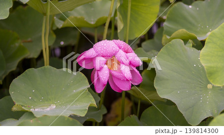 lotus flower lotus flower 139814300
